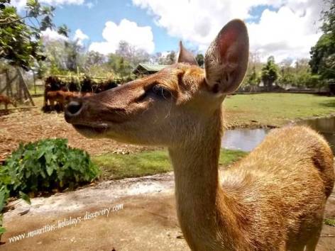 Image result for animals of mauritius