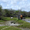 Bain Boeuf Wetland