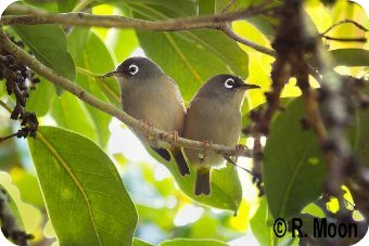 Mauritius Olive White-eye Zosterops chloronothos